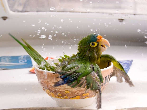 During a boat trip across the Gulf of Papagayo, this parrot decided that he couldn't stand the heat of the Guanacaste summer and decided to take a bath. During a boat trip across the Gulf of Papagayo, this parrot decided that he couldn't stand the heat of the Guanacaste summer and decided to take a bath.