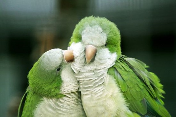 Birds-photography Birds-photography