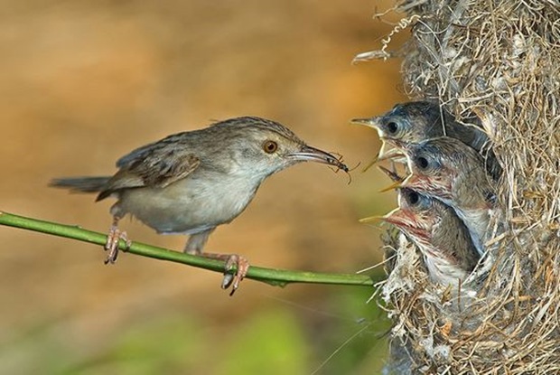 Wildlife-photography-of-birds6