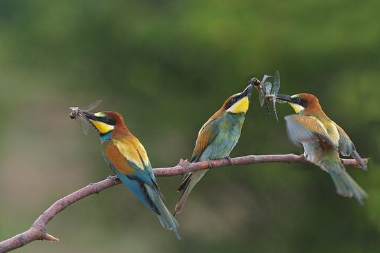 [Wildlife-photography-of-birds1[3].jpg]