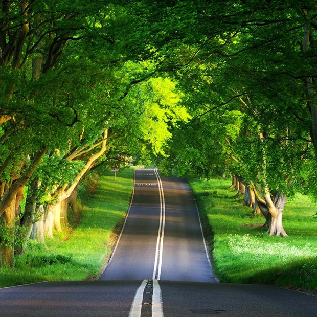Road through the green. Wallpaper for ipad