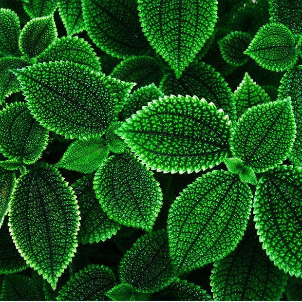 Green-leaf-apple-ipad-wallpaper Green-leaf-apple-ipad-wallpaper