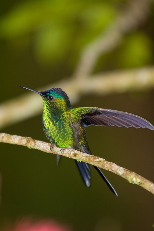 Little-bird-photography-Beija-Flor