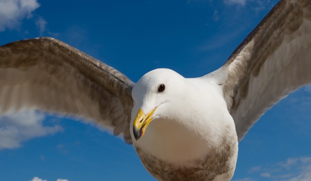 Beautiful-bird-photography