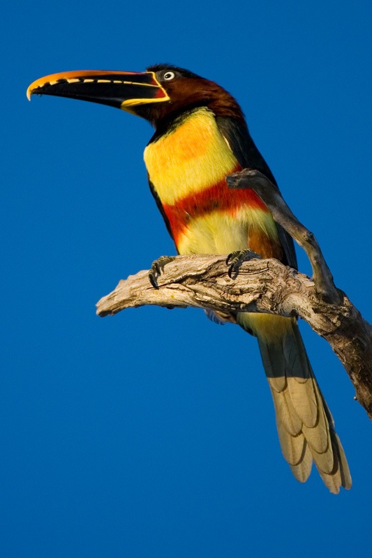 Bird-photography-Aracari