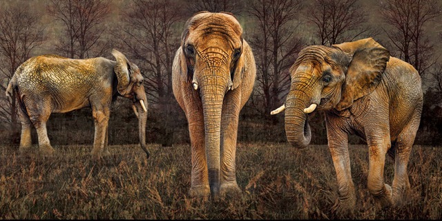 [2-Animal-photography-elephant[2].jpg]