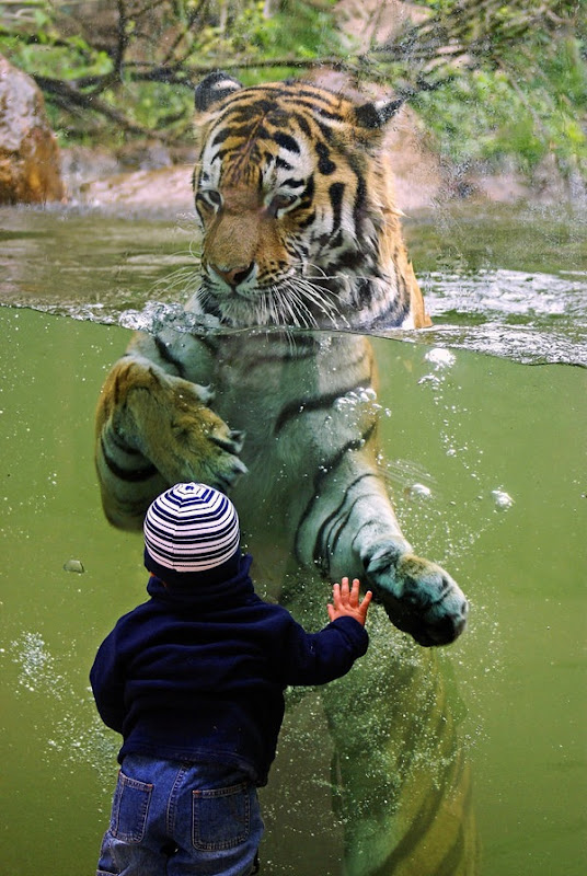 Animal-photography- tiger