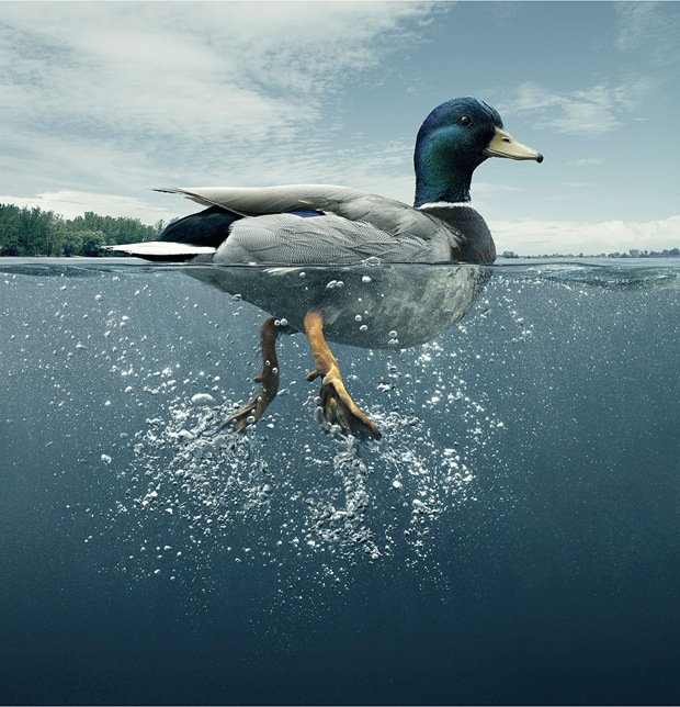 animal-photography-duck-bird animal-photography-duck-bird