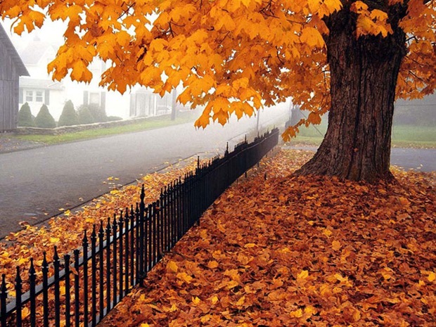 Fall-leaves-and-foliage Fall-leaves-and-foliage
