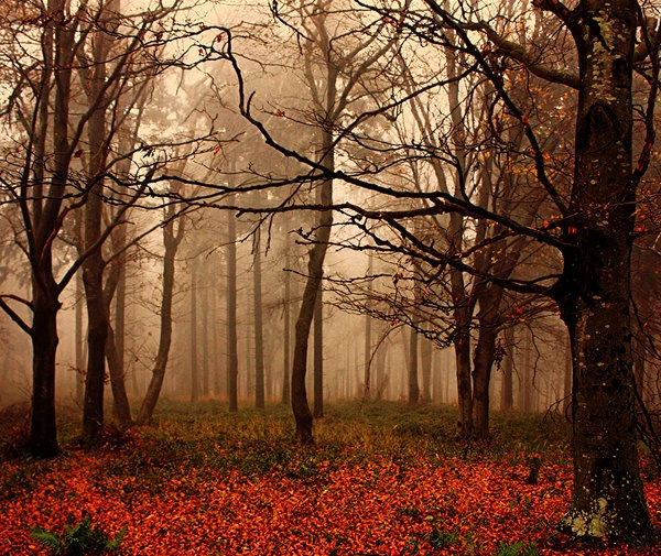 33-Autumn-nature-photography