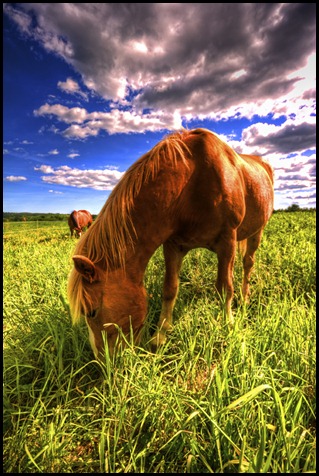 Horse HDR