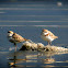 Malaysian Plover