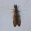 Eastern Dobsonfly