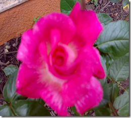 Cópia de rosa mista perto Cópia de rosa mista perto