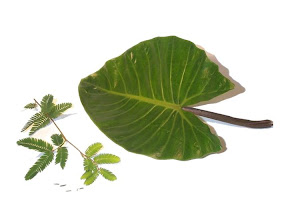 Diapositiva12.JPG