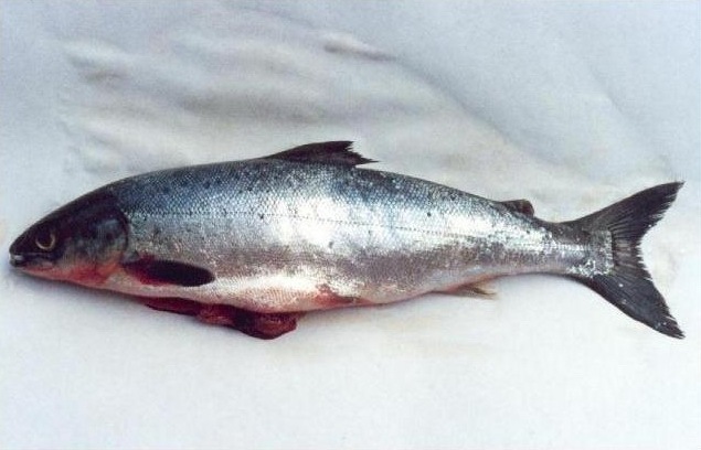[salmon[2].jpg]