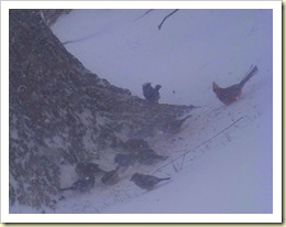 bird 2