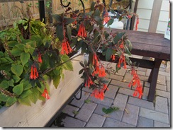 2008_1027image0010