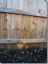 2008_1027image0007