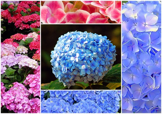 [FLOR SAGITA1[4].jpg]