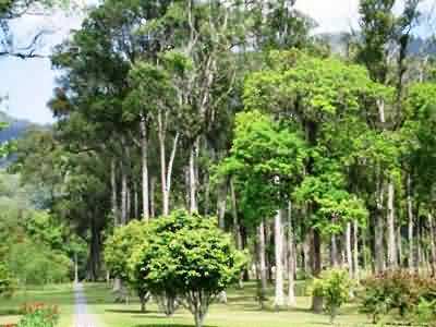 bedugul botanical garden