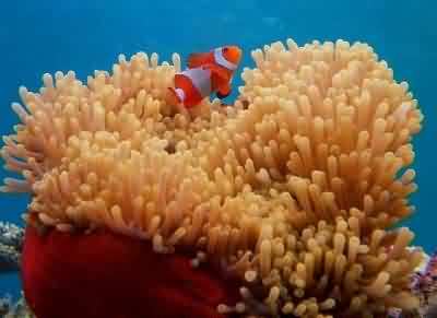 clown fish