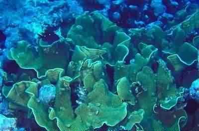 coral reef