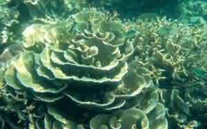 coral