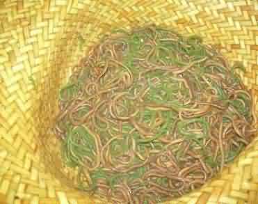 Nyale worm