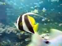 angelfish