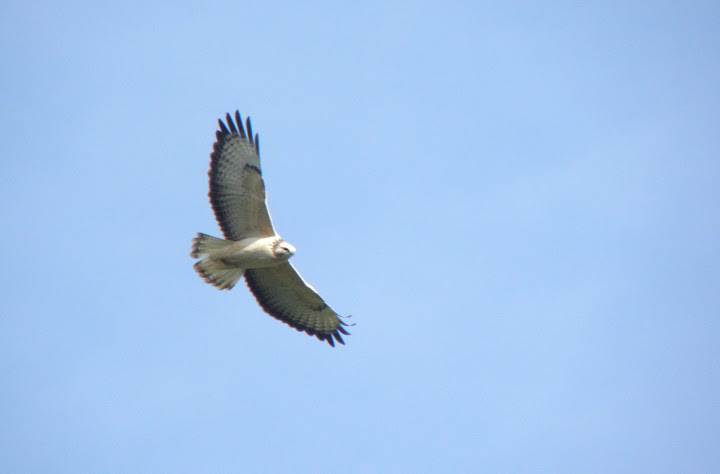 migration Buse_blanche_barac