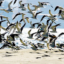 Lesser Crested Tern