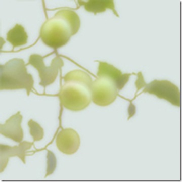 greenplums.classiccard.hermanyu