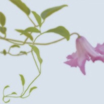 [clematis.classiccard.hermanyu.com[7].jpg]