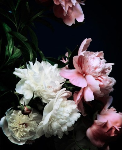 [Peoni no.3240.KariHerer.com[3].jpg]