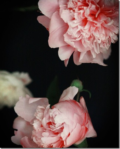 Peony no.3282.kariherer.etsy