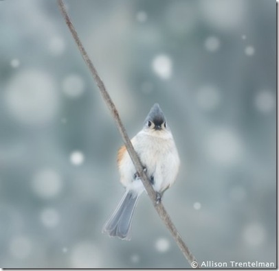 Tufted Titmouse in Snow.AllisonTrentelman.papernstitch.com