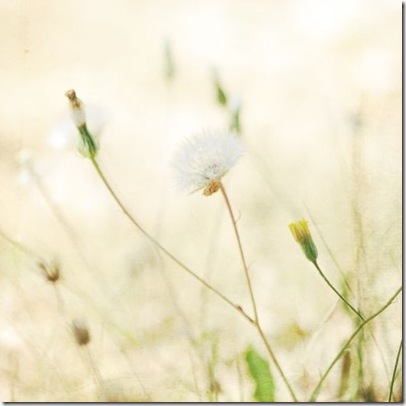 Celebrating Summer ...Berta...flickr