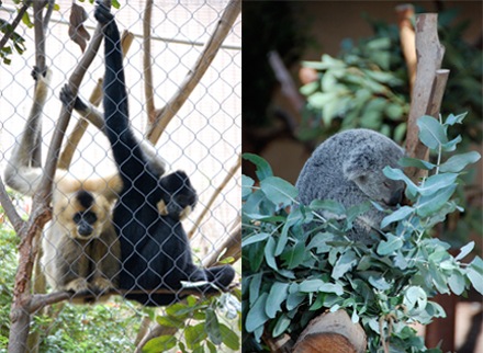 [SDZoo [3].jpg]