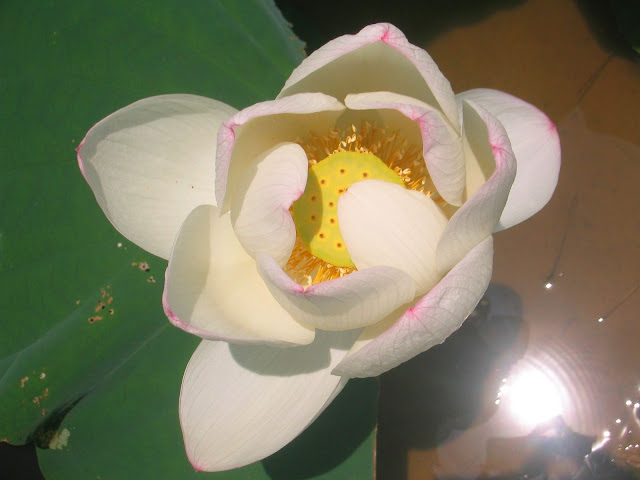 圖檔