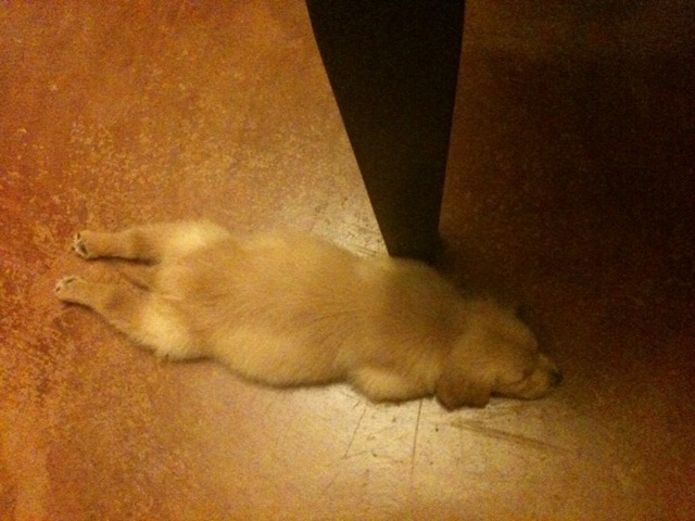 blogpuppy