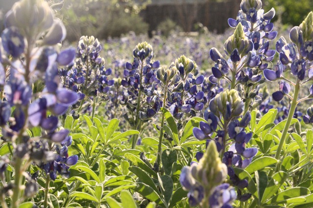 [Wildflower Center 188[3].jpg]