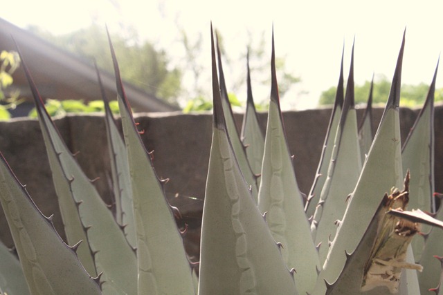 [Wildflower Center 227[3].jpg]