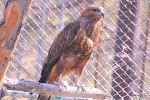 dsc_9650.JPG