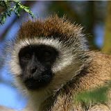 Lake Nakuru National Game Reserve