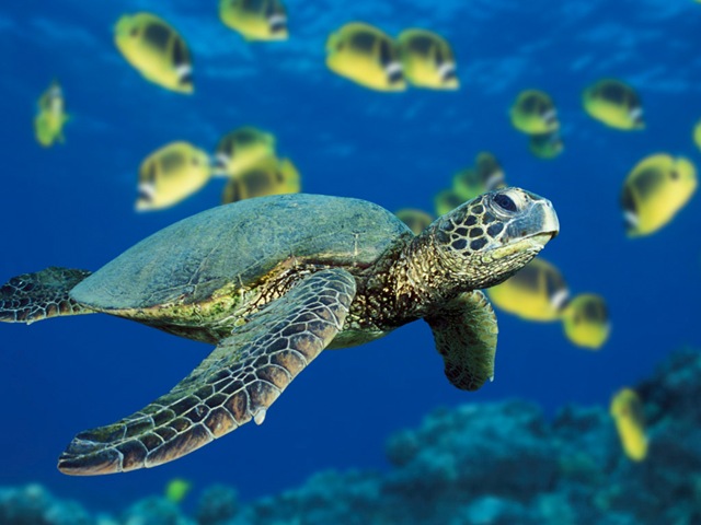 [Green Sea Turtle[2].jpg]