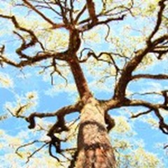 tree-cd-150x150 tree-cd-150x150