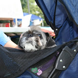 Picinic with the Pups 2008