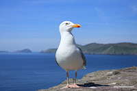 2009_06_01 IRL Dingle 361.jpg