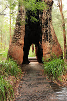 2009_08_10 Valley of Giants 33.jpg